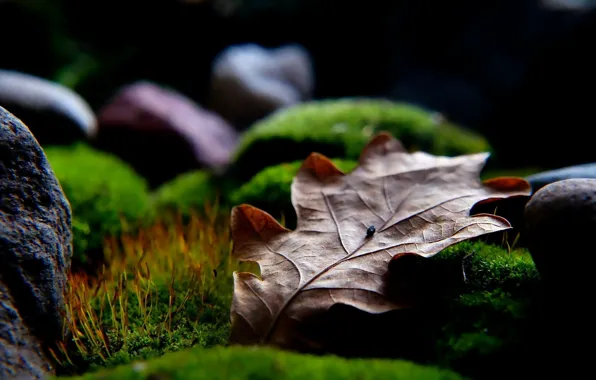 Stones, leaf, moss
