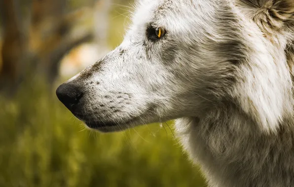 Картинка nature, predator, animal, wolf, wildlife, portrait, portrait., Canis lupus. face