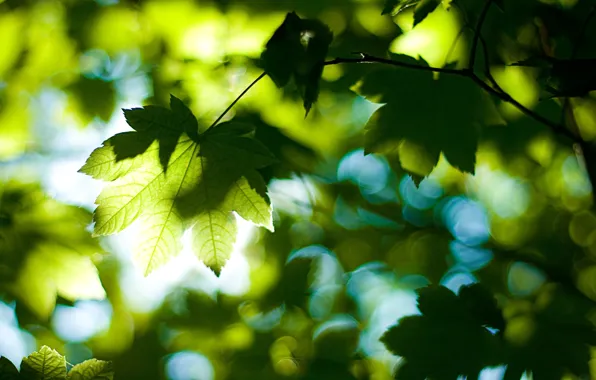 Лес, лето, листья, свет, деревья, природа, листва, день