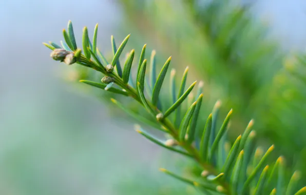 Green, spruce, twig
