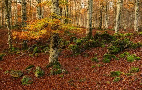 Картинка осень, лес, деревья, мох, Испания, Наварра