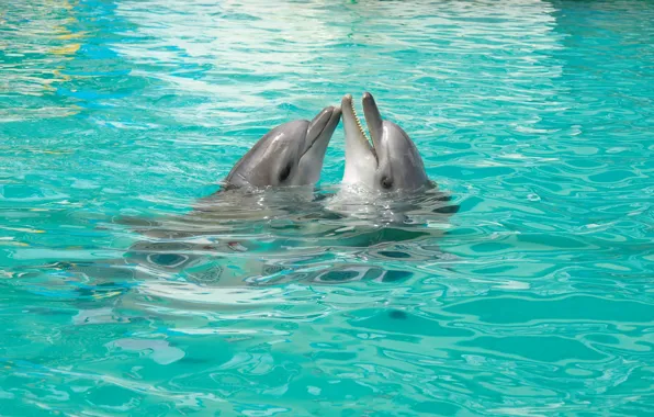Любовь, Игра, Пара, Дельфины