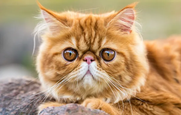 Кошка, кот, взгляд, камни, портрет, рыжий, лежит, мордашка
