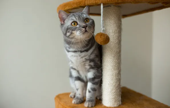 Кошка, кот, шотландский, когтеточка