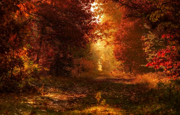 Осень, лес, боке
