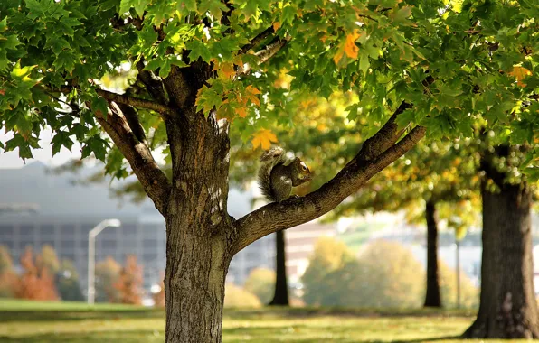 Park, autumn, leaves, tree, leaf, pose, season, squirrel