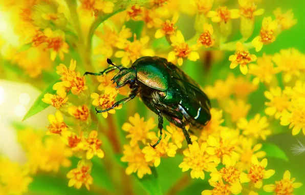Картинка лето, макро, цветы, зеленый, фон, жук, желтые, насекомое