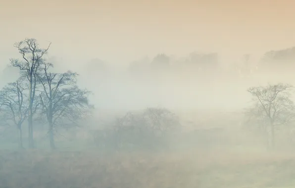 Картинка поле, туман, пейзпж