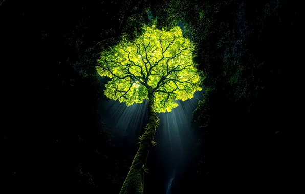 Природа, Красота, Jungle, Nature, Wilderness, Surreal, Illuminated, Rainforest