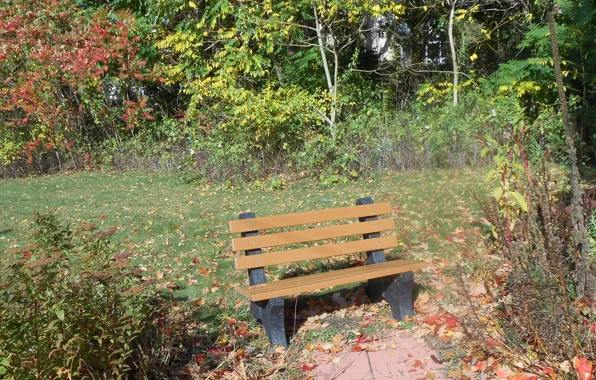 Trees, leaves, bench, fall, foliage