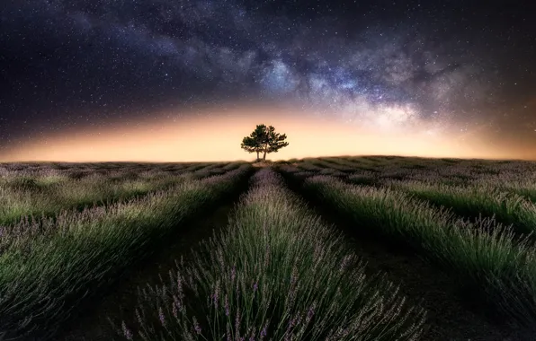 Картинка поле, небо, звезды, ночь, дерево, млечный путь, лаванда
