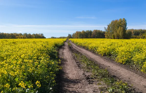 Дорога, лес, небо, цветы, синева, рапс, рапсовое поле