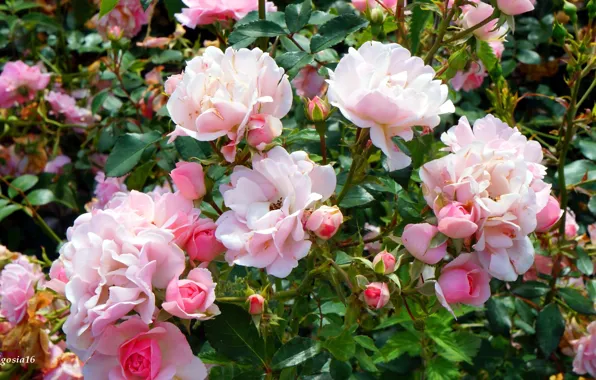 Rose, flower, garden, blooming