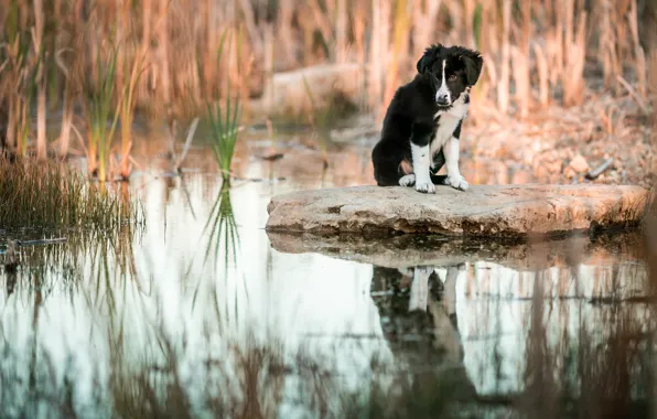 Картинка трава, вода, отражение, камень, собака, малыш, щенок, водоем