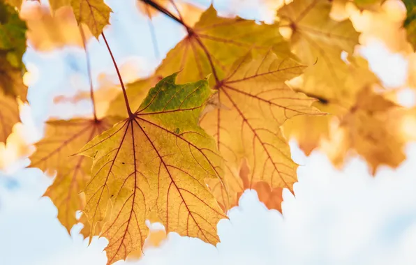 Картинка осень, листья, желтые, клен