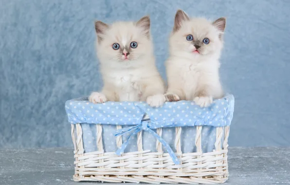 Взгляд, кошки, поза, котенок, корзина, вместе, пара, котята