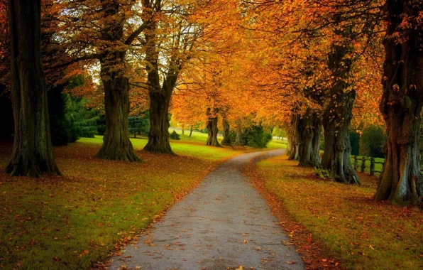 Картинка дорога, осень, листья, деревья, парк, аллея