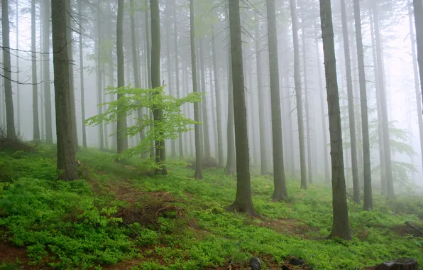Лес, деревья, природа, туман, Польша, Poland, Równica, Kris Sliver