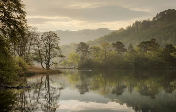 Деревья, озеро, отражение, Англия, утро, лебедь, England, Озёрный край
