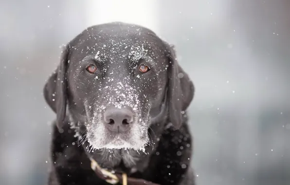 Картинка взгляд, снег, собака