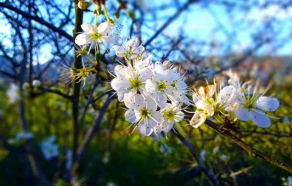 Spring, Greece, Blossom, Halkidiki, New life