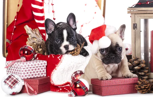 Картинка собаки, шарики, игрушки, щенки, подарки, шишки, снежинка, колпак