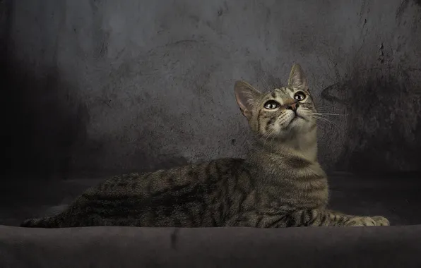 Кошка, кот, взгляд, серый, фон, ткань, лежит, полосатый