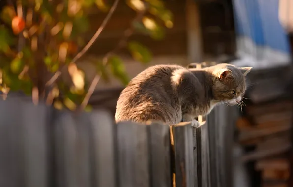 Осень, кошка, кот, свет, ветки, дом, серый, дерево