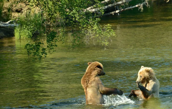 Аляска, США, водное шоу, река Брукс, два бурых медвежонка, национальный парк Катмаи