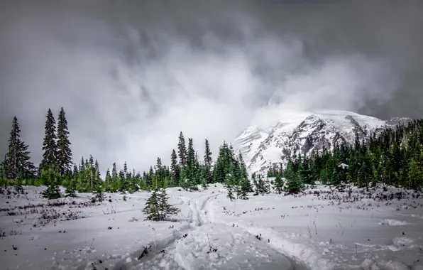 Картинка лес, снег, горы, туман