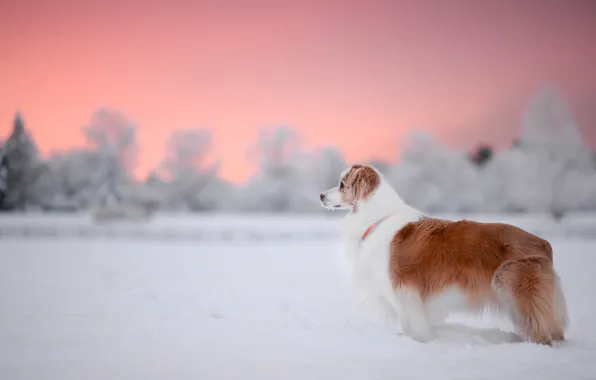 Зима, иней, поле, лес, снег, деревья, природа, собака