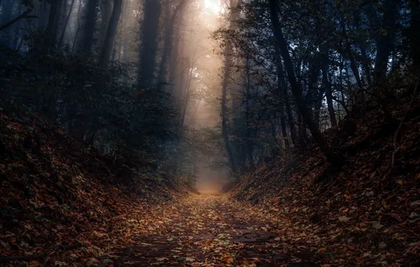 Дорога, лес, туман