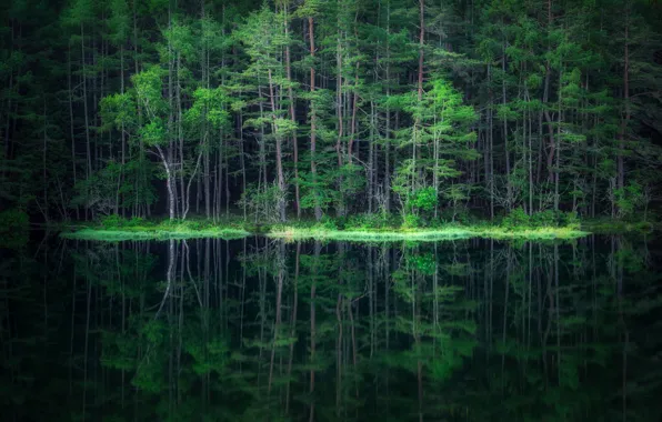 Картинка лес, вода, отражение, forest, water, reflection, Takeshi Mitamura