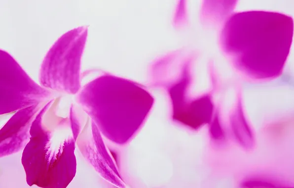 Картинка цветок, природа, лепестки, орхидея
