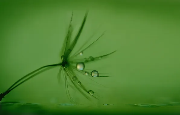 Вода, капли, роса, былинка