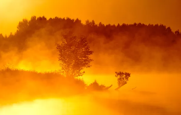 Картинка деревья, туман, река, рассвет