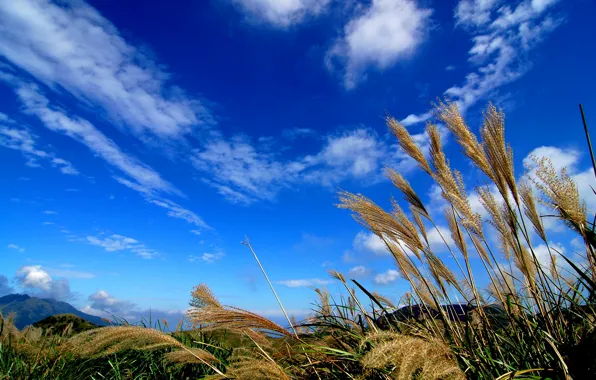 Картинка небо, трава, облака, макро, растение