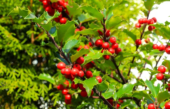 Red, leafs, fruit