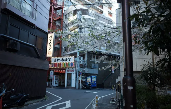 Город, япония, вывески, japan