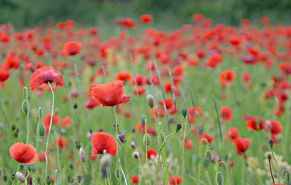 Поле, лето, маки