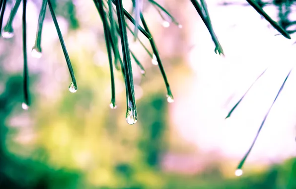 Вода, капли, свет, растения, после дождя