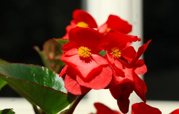 Red, flower, blooming
