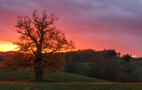 Картинка осень, закат, дерево, Германия