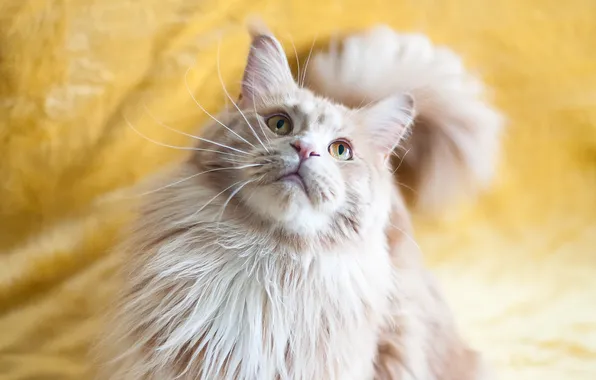 Кошка, кот, усы, взгляд, портрет, рыжий, хвост, ткань