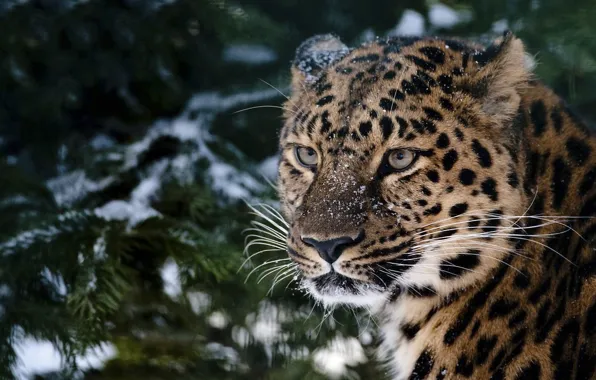 Картинка взгляд, снег, ель, леопард