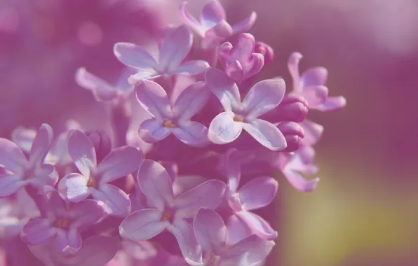 Spring, lilac, blooming