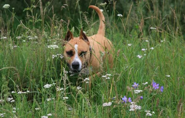 Картинка собаки, лето, цветы, настроение, отдых, собака, прогулка, стафортшиский терьер