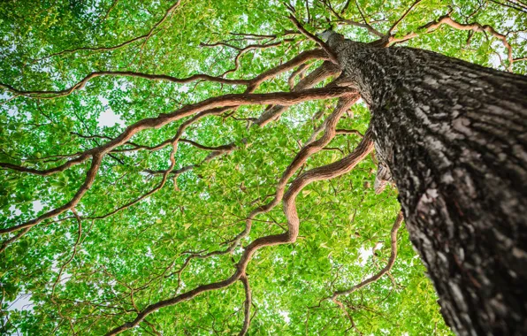 Картинка forest, tree, bark