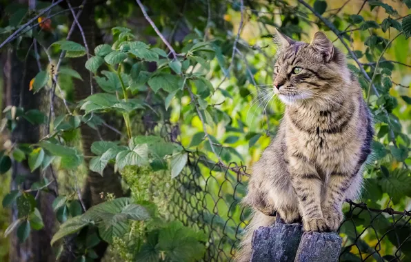 Картинка кот, листья, забор