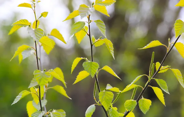 Spring, leaf, twig